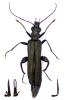 Oedemera tristis